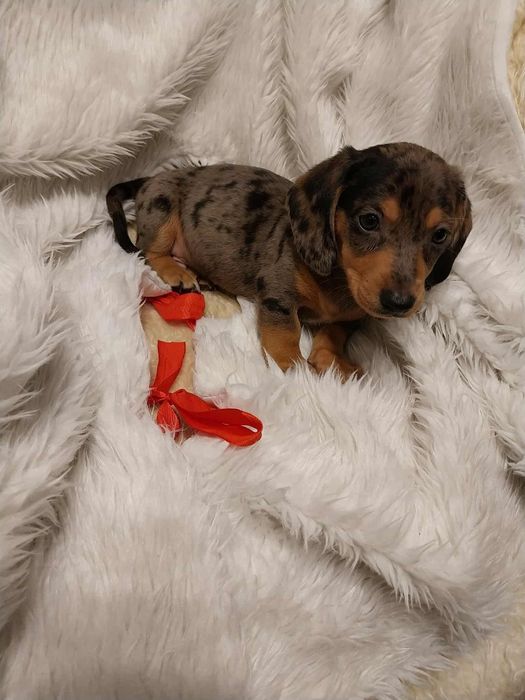 Jamnik merle śliczny piesek !