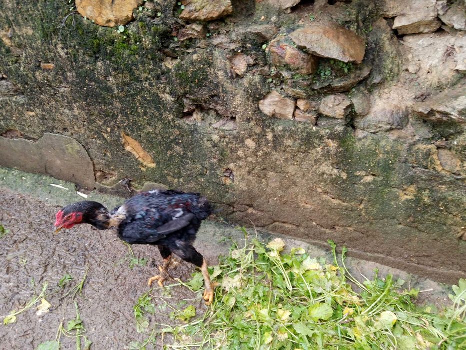 Vendo casal de galinhas