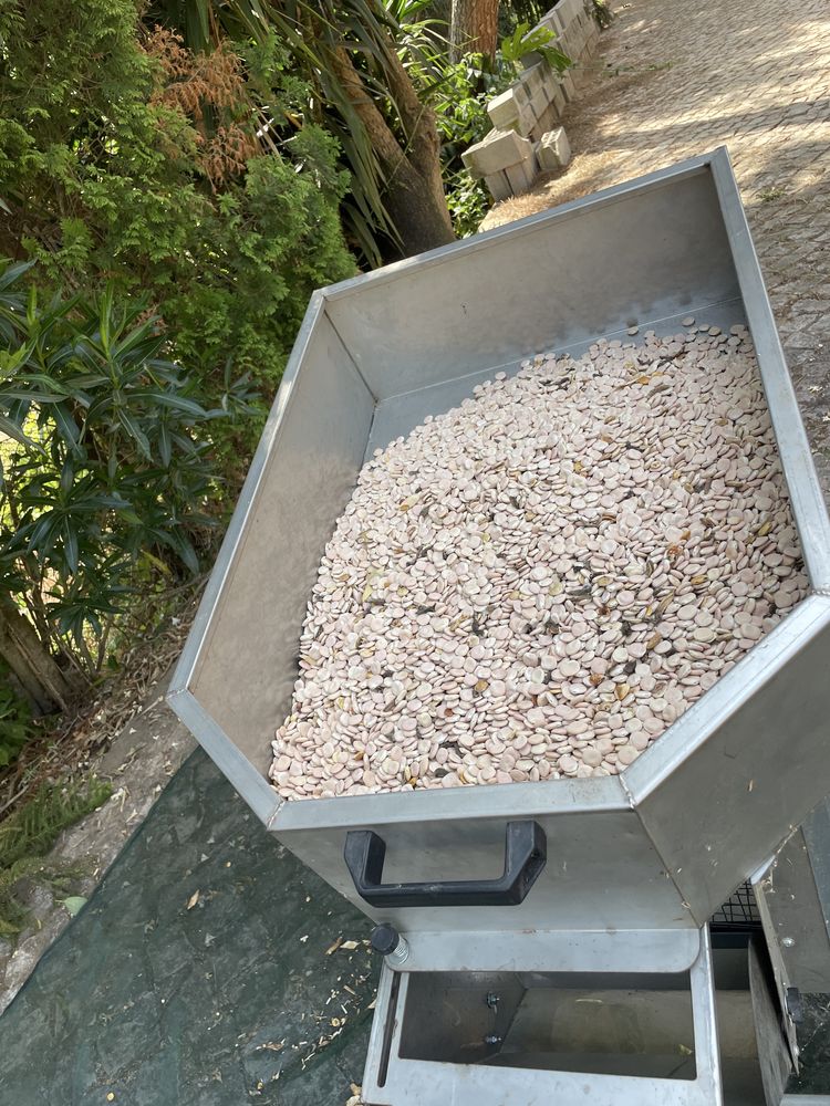 Tremoço para consumo ou semente