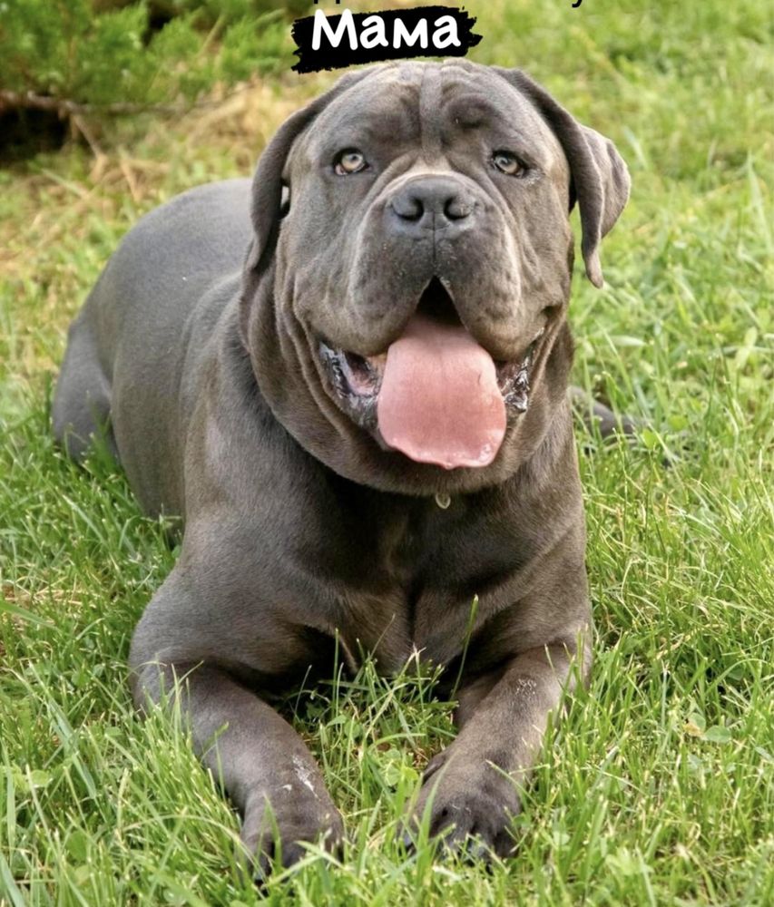 Звичайно щастя Львівському питомнику-Cane corso