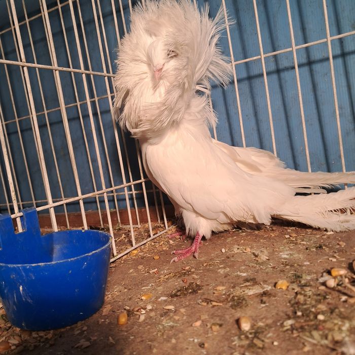 Perukarz  perukarze samiec