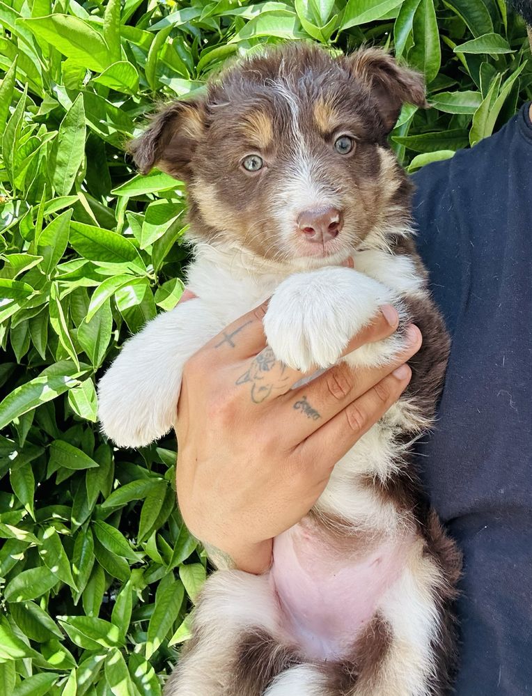 Menina border collie chocolate tricolor