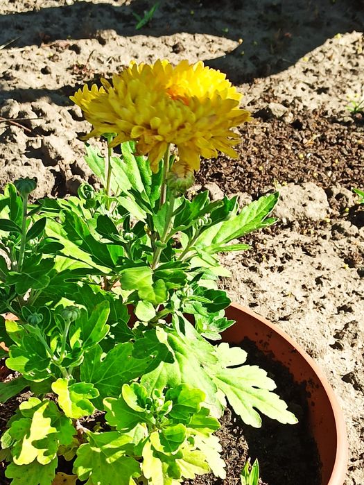 Хризантема жовта