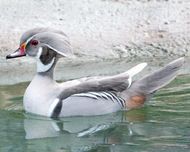 Patos carolinos cinzento