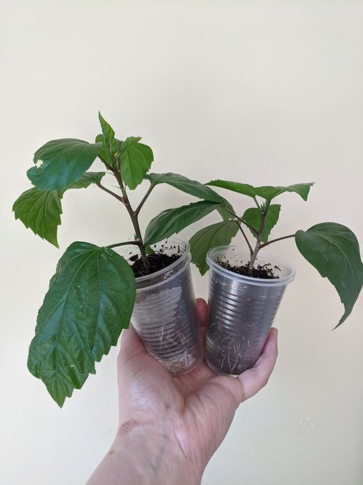Продам китайська роза, хавортія