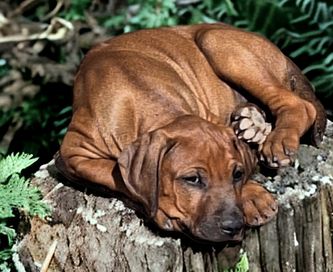 Rhodesian Ridgeback