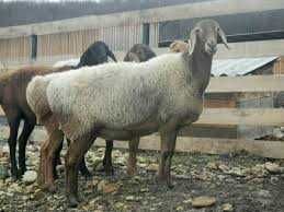 Продам котных овец курдючной породы (гиссарской и др. пород).