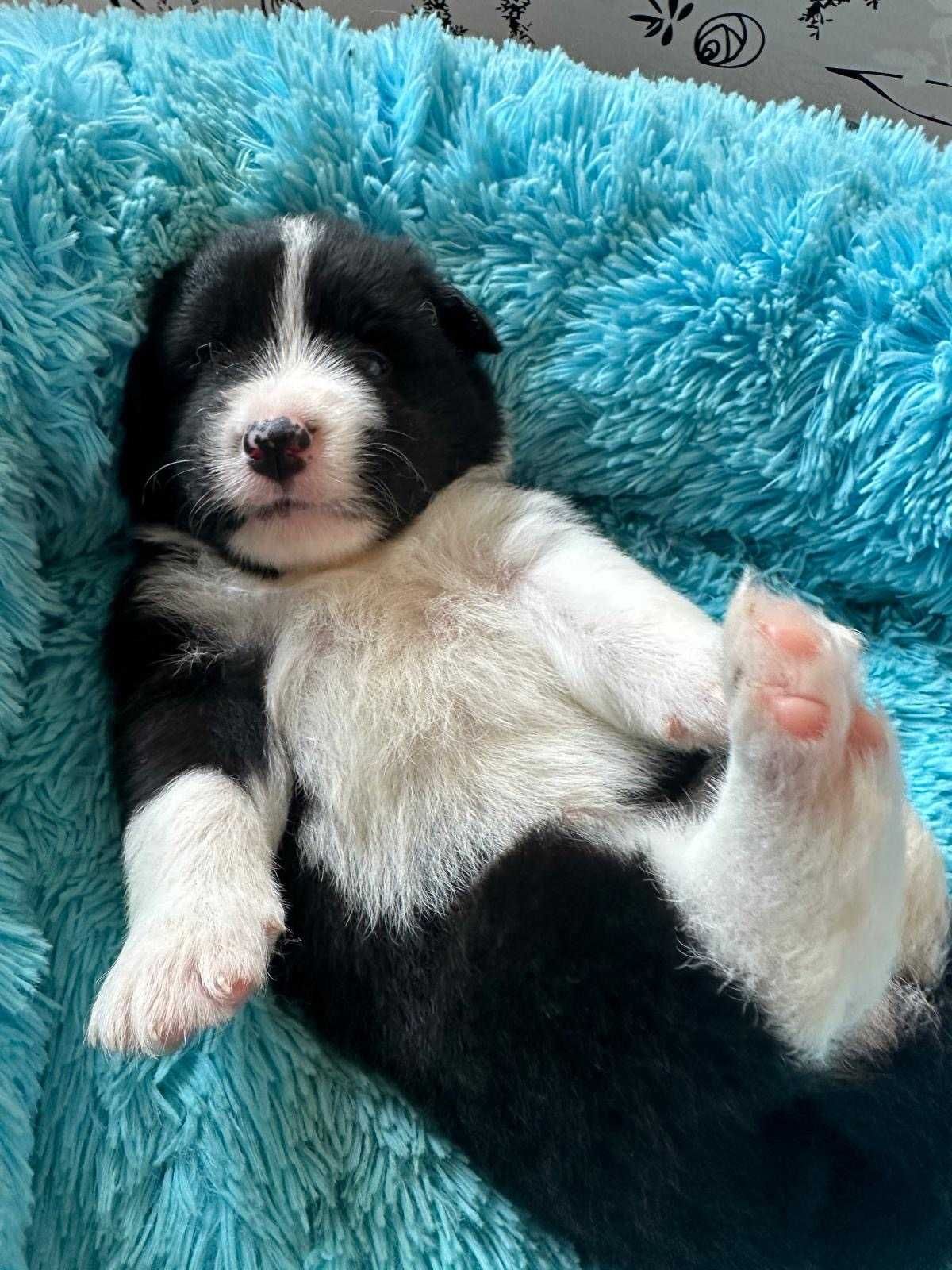 Piesek Border Collie - Hodowla Salus Canis FCI