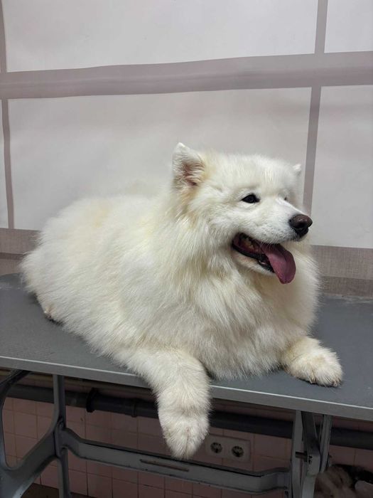 Послуги грумінгу м. КОРОСТЕНЬ