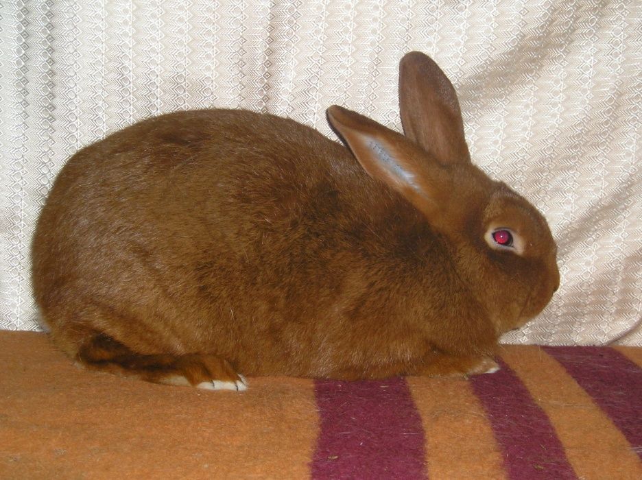 Продам кроликов новозеландский красный Сумской клуб кролиководов