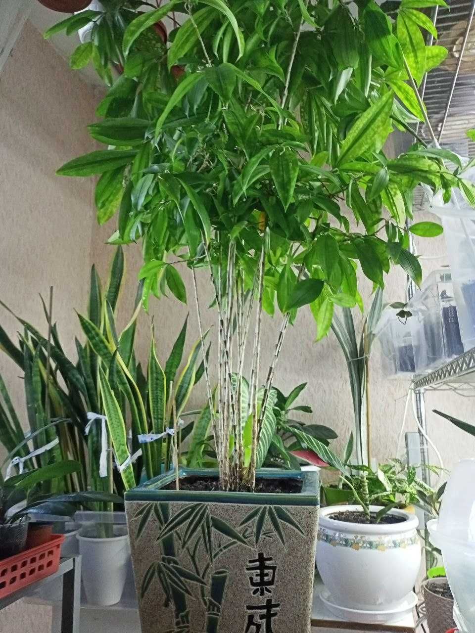 Продаю комнатное растение Драцена Surculosa
