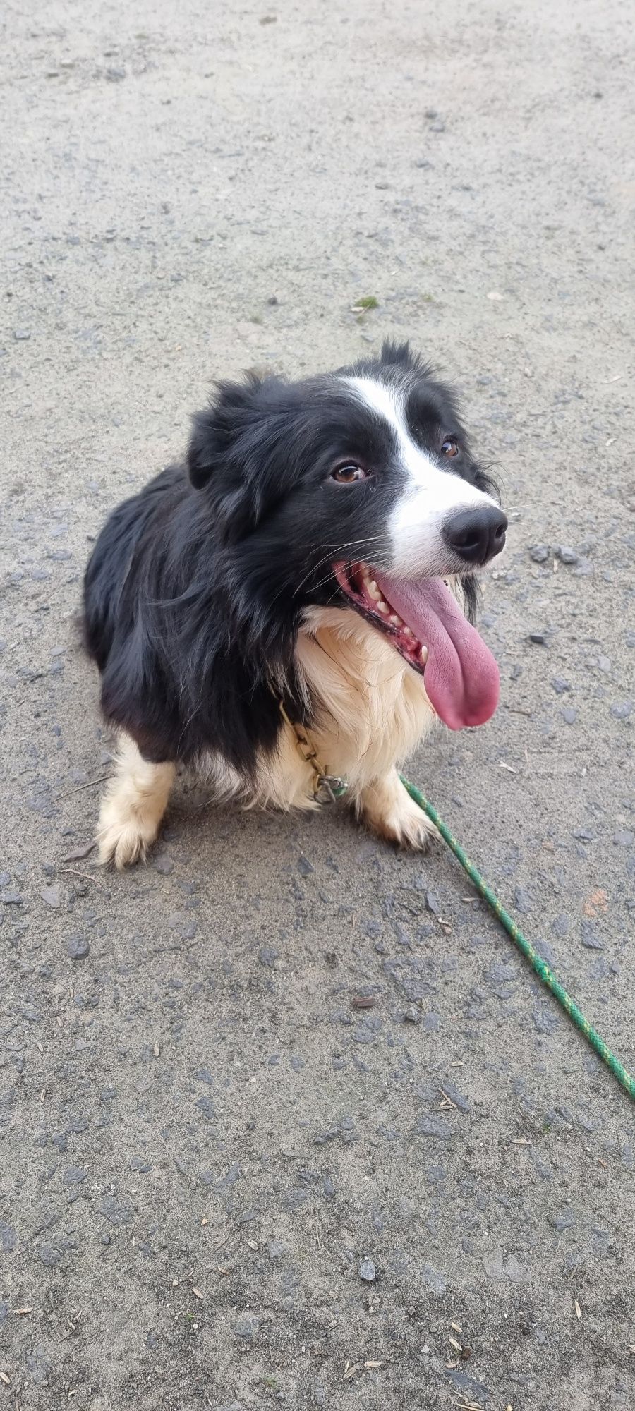 Border Collie piesek