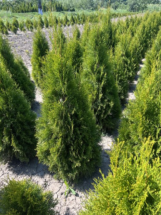 Самшит,Туя,Ялівець