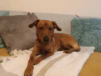 Suczka do adopcji