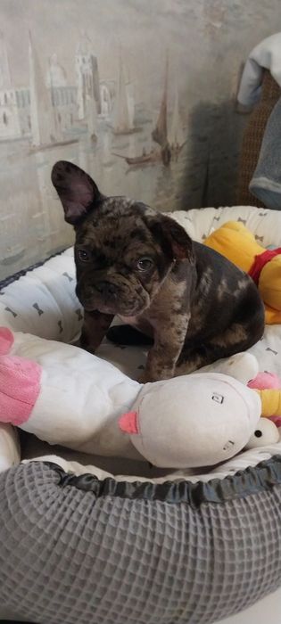 Хлопчик французский бульдог