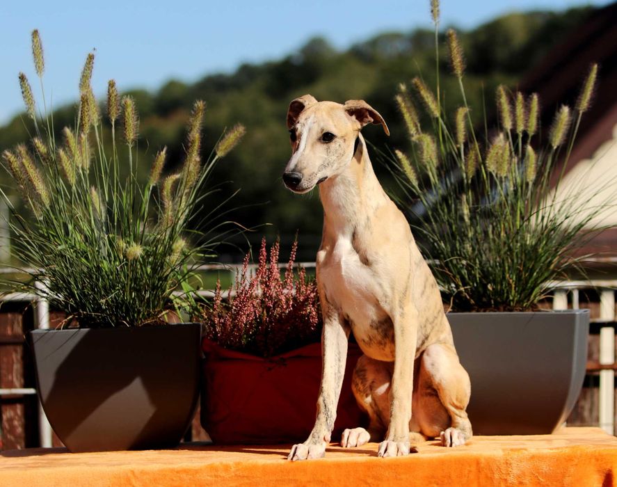 Whippet Chart angielski ZKwP/FCI śliczny piesek PORVENIR "Venio"