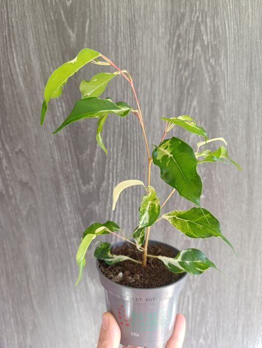 Продам Фікус Кьорлі