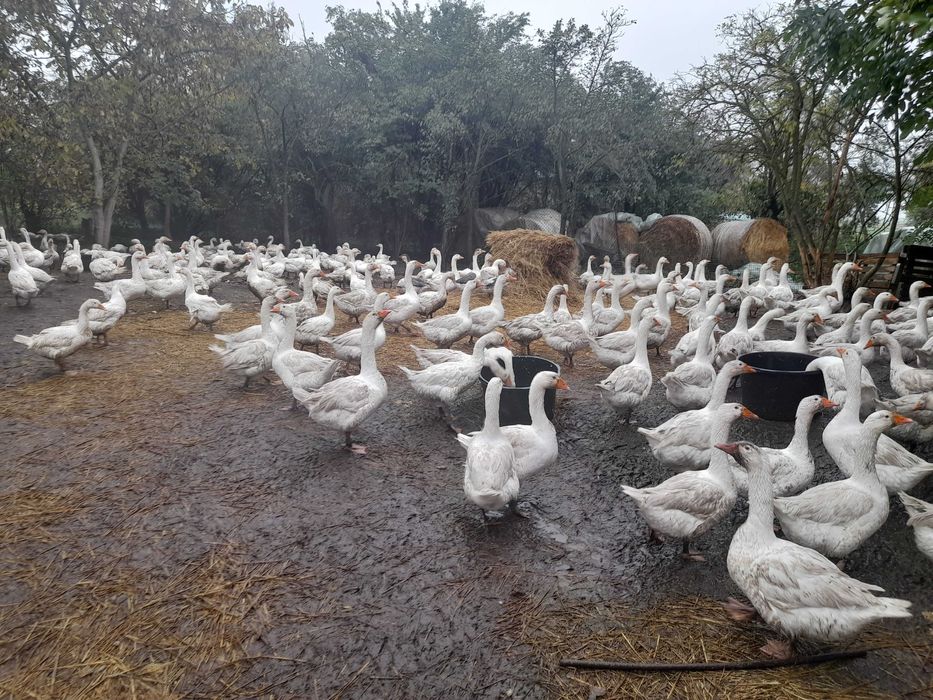 Gęsi żywe.Białe.