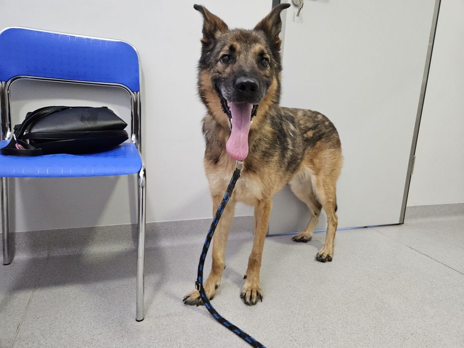 Rico szuka domu na stałe