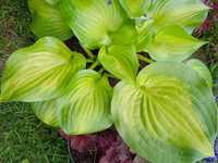 Hosta funkia Lakeside banana bay