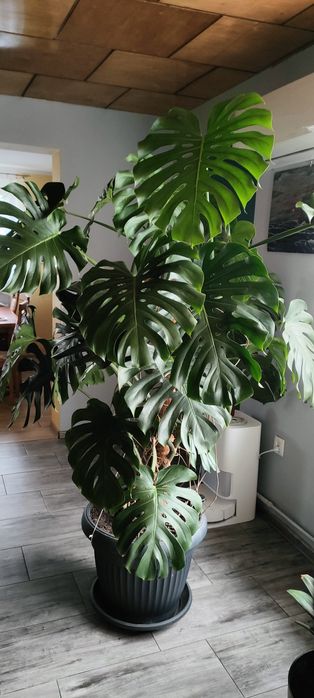Sprzedam monstera duża