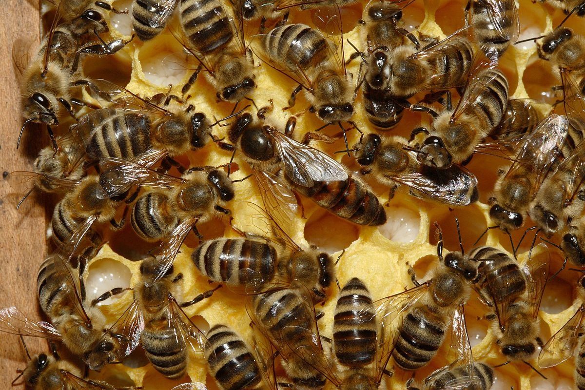 Продам бджолині сім'ї