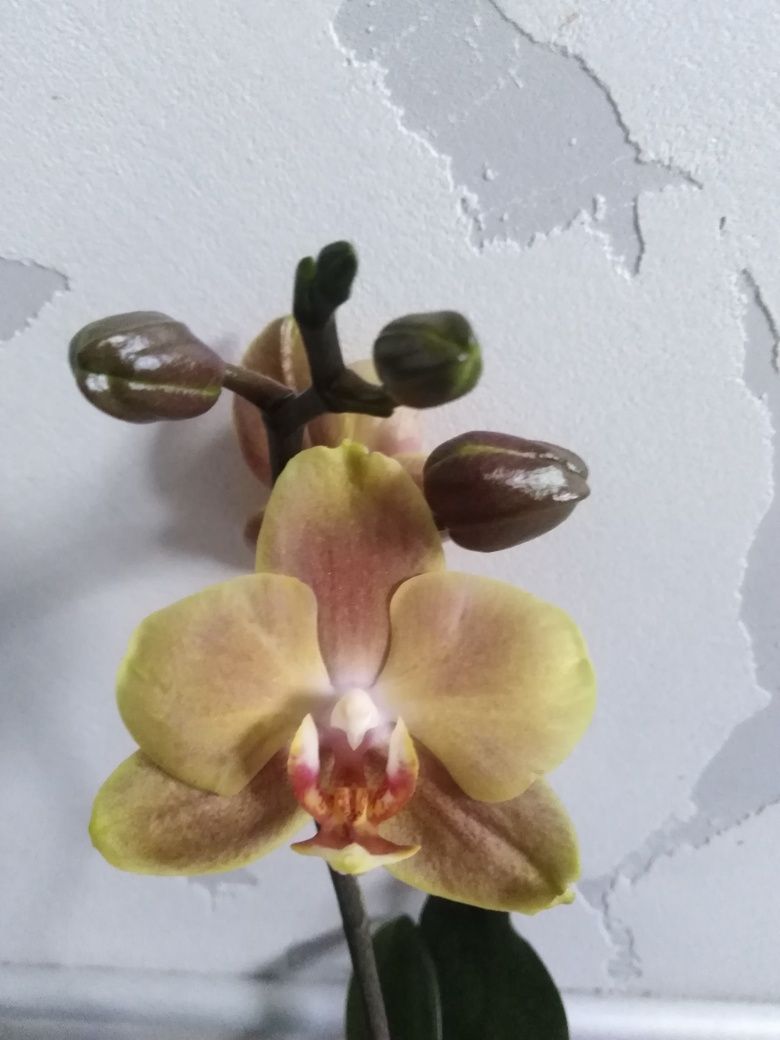 Орхідея, сорт Монако