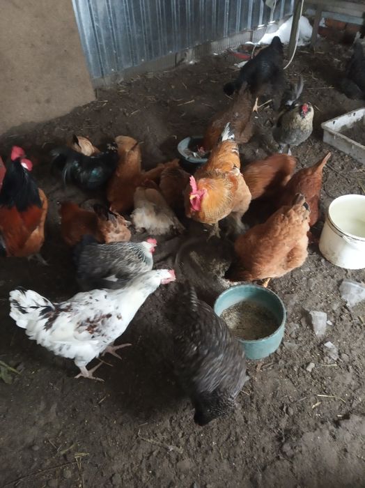 Інкубаційні яйця домашніх курей(инкубационное яйцо)