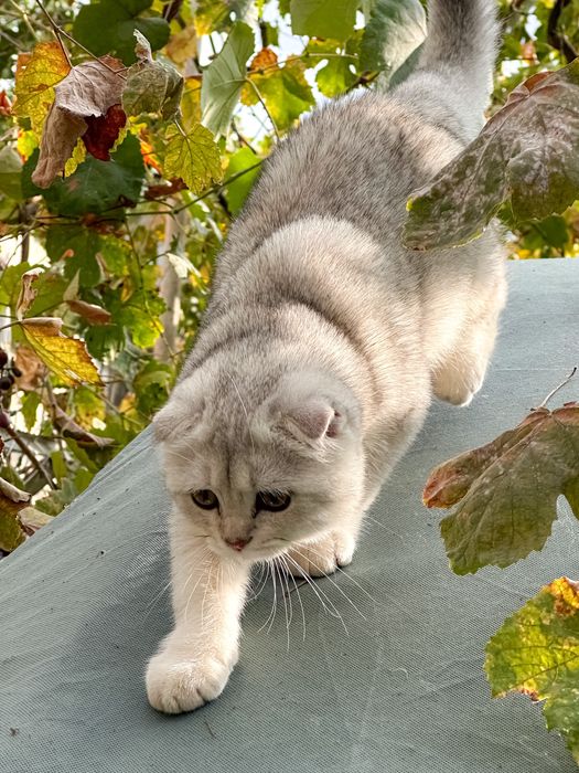 Шотландський висловухий (scottish fold) кіт на вʼязку