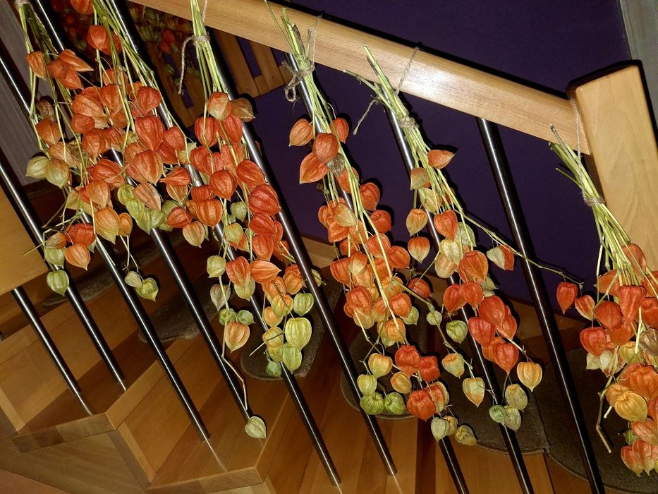 Miechunka ozdobna naturalna lampiony