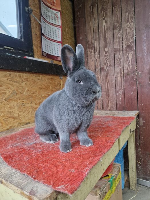 Wiedeński Niebieski