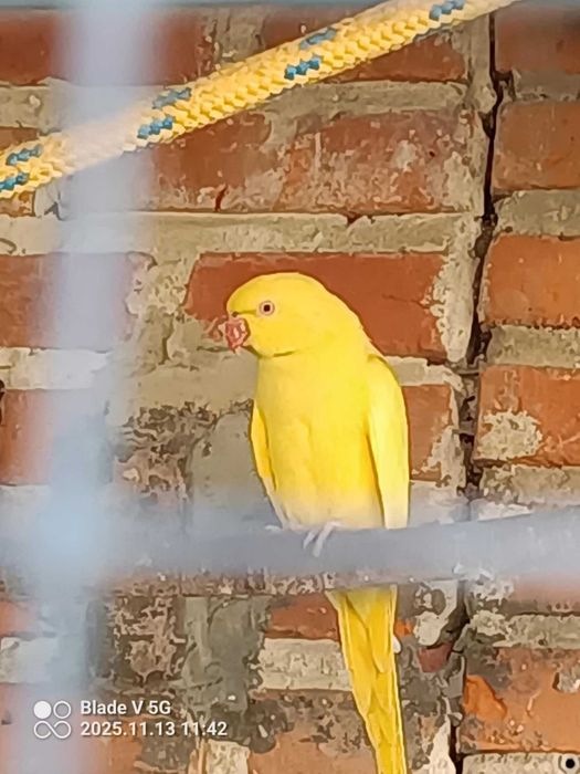 Aleksandretty obrożne