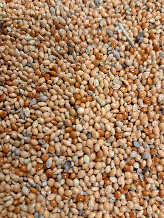 Proso mix żółte,zielone,czerwone,białe 3,5 zł/kg ,20kg za 70 zł papuga