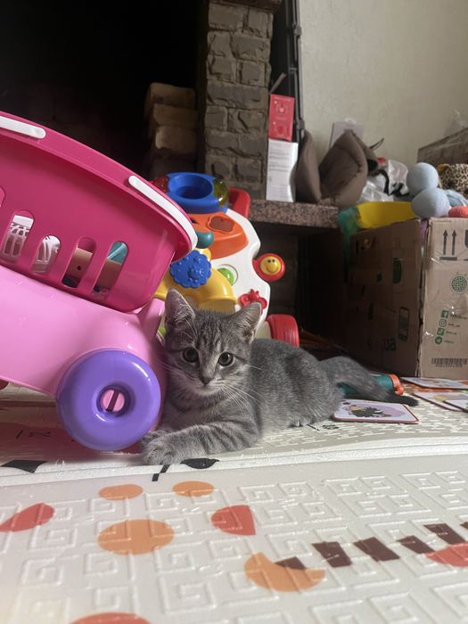 Віддамо кицю в добрі руки