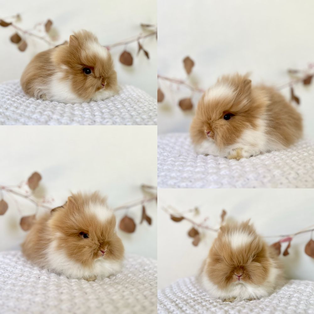 Króliczki Karzełki Teddy waga 800gram-1kg Mini lop Gotowe do odbioru