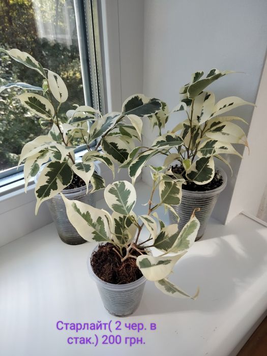 Фікус( черенки).