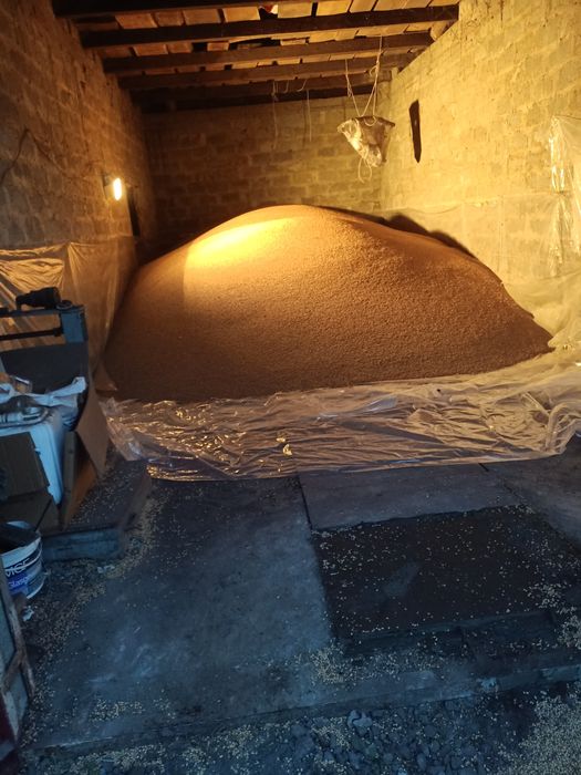 Пшениця яра тверда