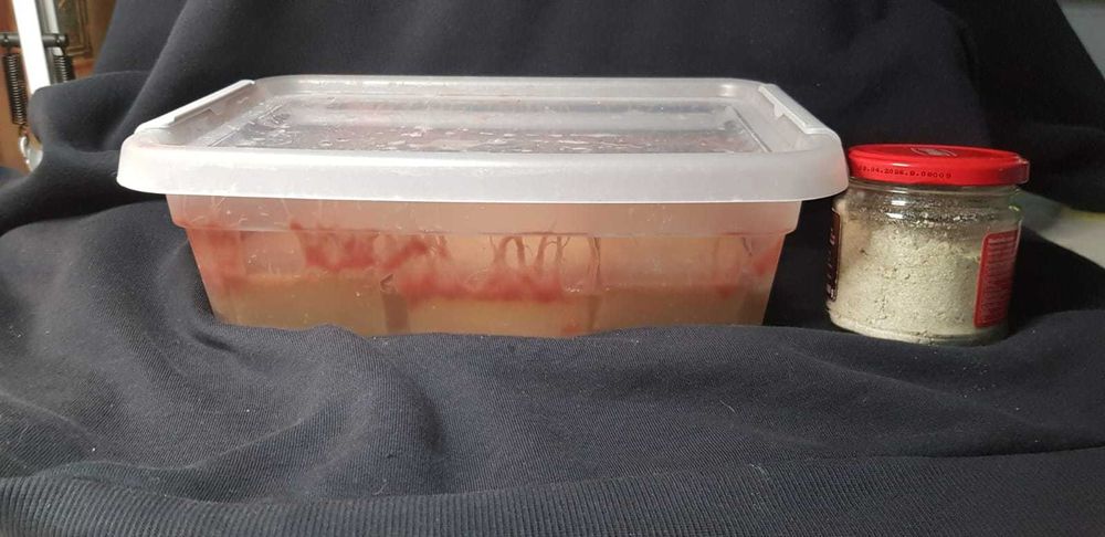 Auloforus - żywy pokarm dla ryb akwariowych