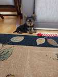 Yorkshire Terrier Zapraszam !