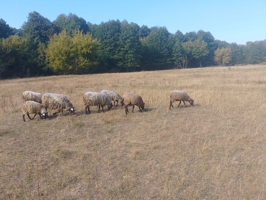 Продам романовских маток и барашков