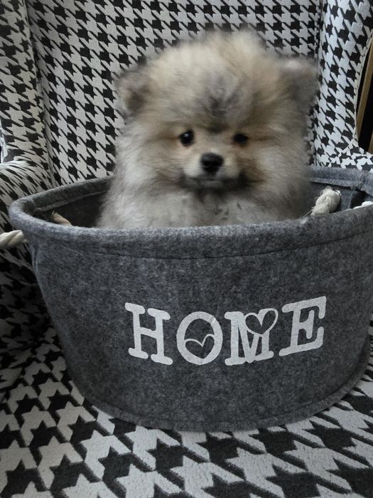 Szpic minaturowy pomeranian suczka