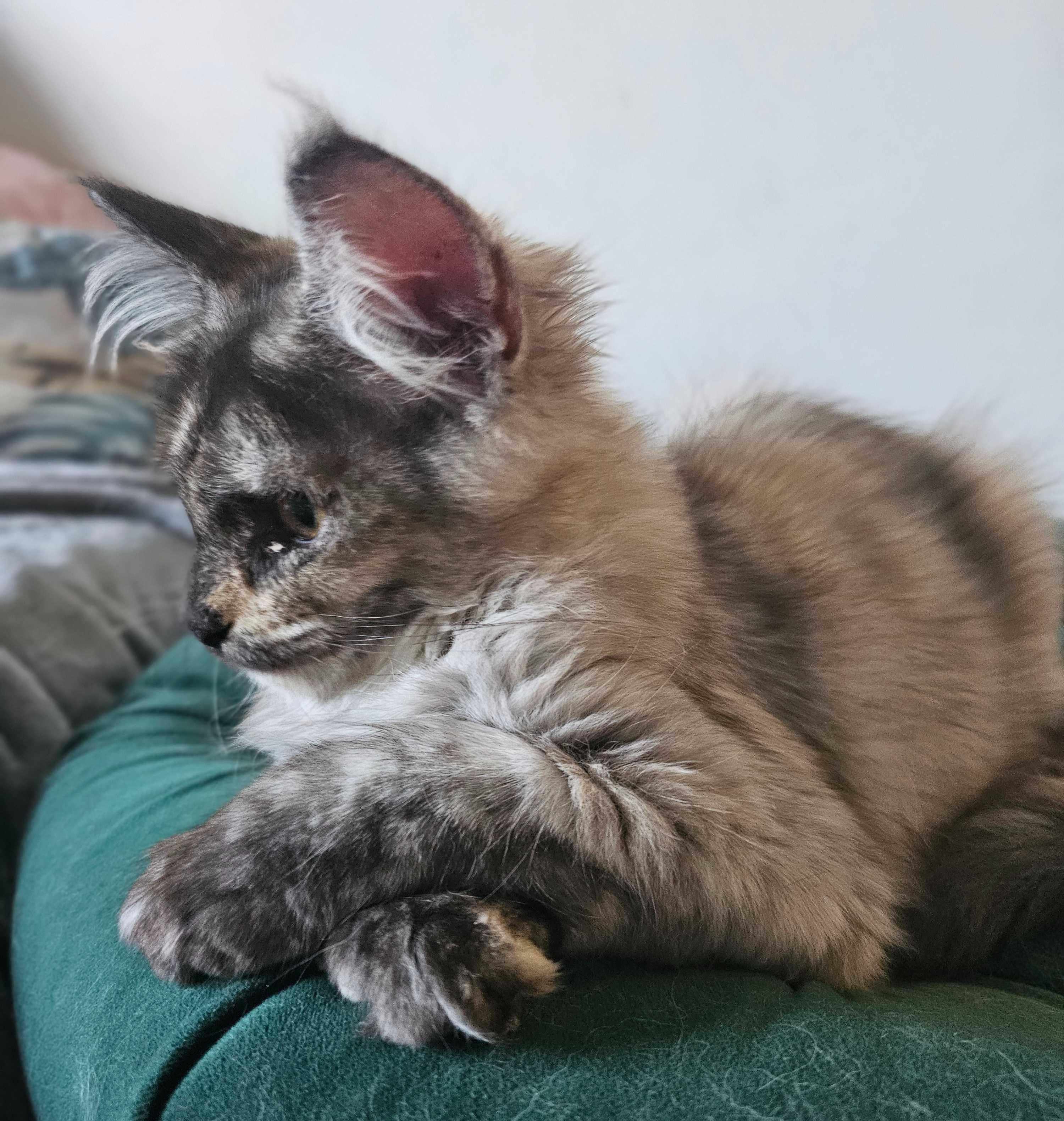 Margarita Maine coon linia shaded do odbioru