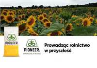 Dystrybutor PIONEER - Słonecznik nasiona słonecznika