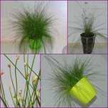 Ізолепис витончений, пониклий, скірпус (Isolepis cernuas)