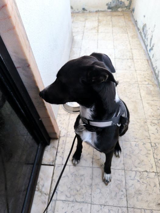 100€ de ajuda com despesas. Um Lar Novo e Cheio de Amor para o Trakina