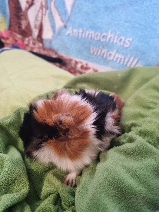 Świnki Morskie Samczyk