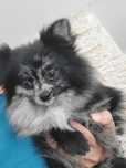 Pomeranian Blue Merle suczka
