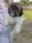 Shih-Tzu z rodowodem