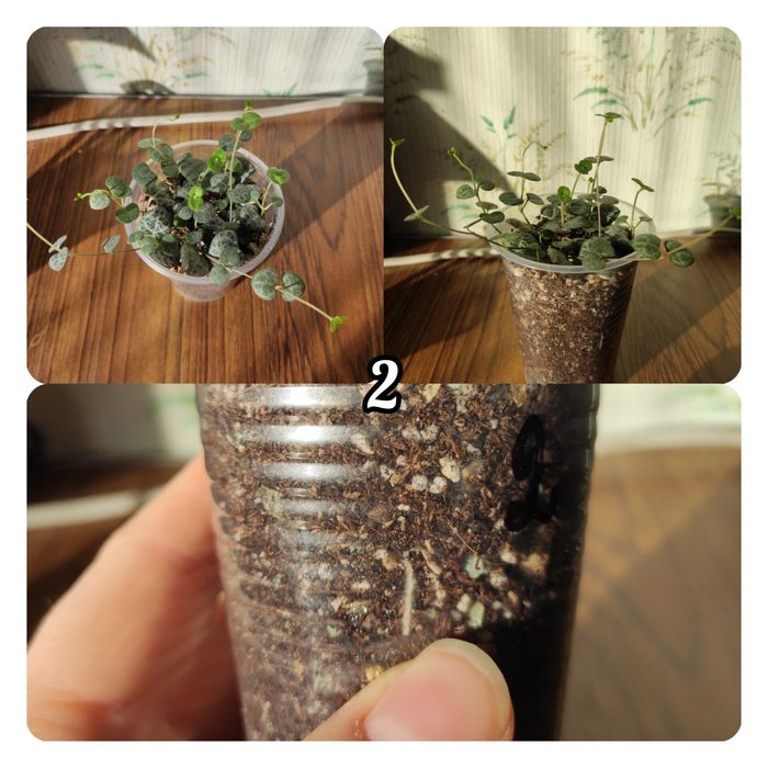 Церопегія Вуду( Ceropegia woodii)