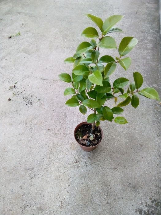CAMPANHA 2024/2025 - Photinias/Ciprestes/Lauros/Plantas/Jardim